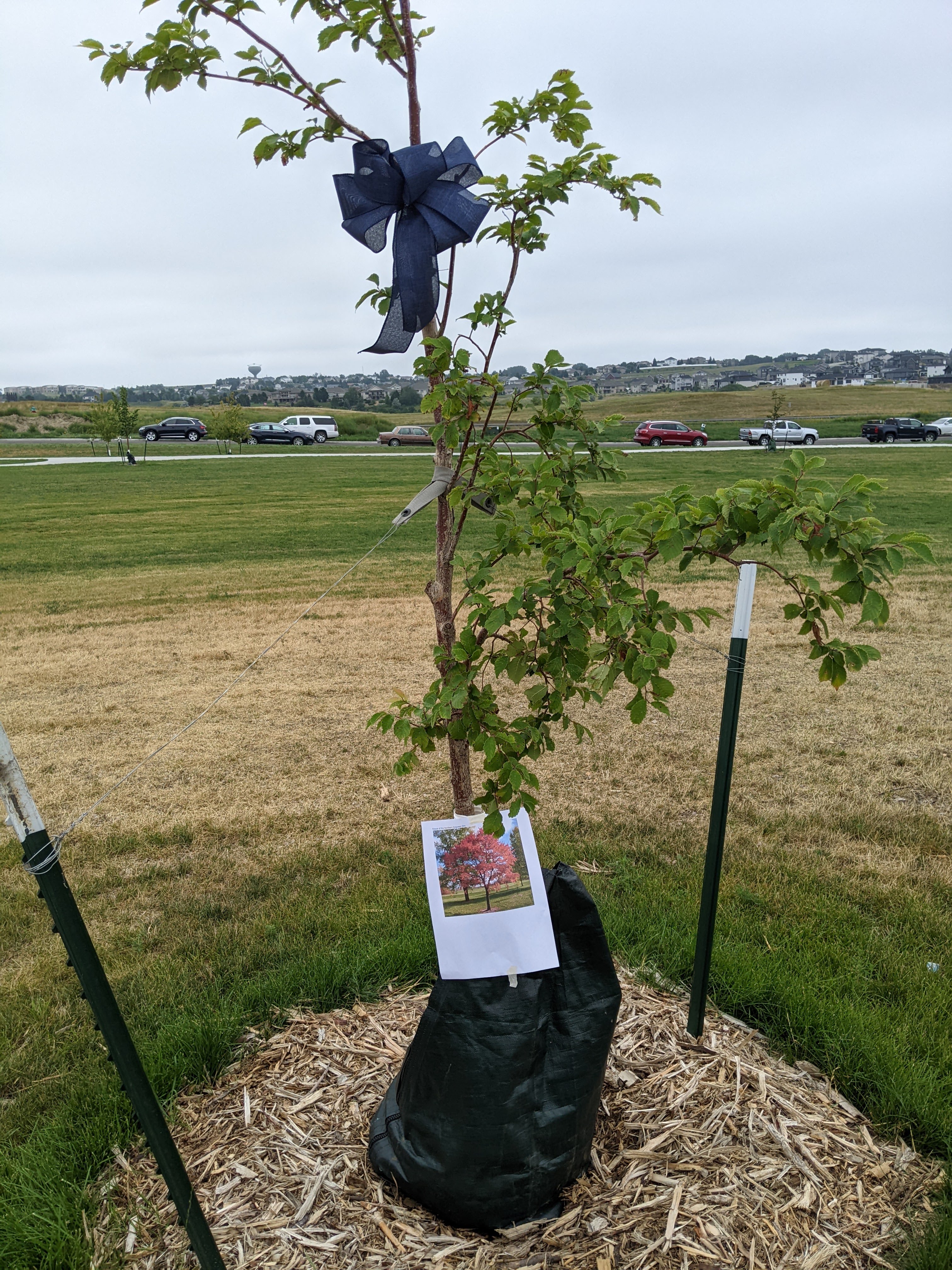Blue Ribbon and tree